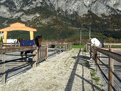 Capri und Locantus am Paddock